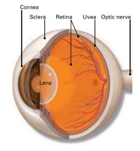 Uveitis - Macula Retina Vitreous Center